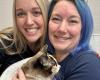 Missing cat in US travels 1000 kilometers with return package: ‘Fear was unbearable’ | RTL News