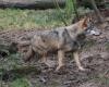 95,000 euros in Zeeland subsidy for wolf-resistant measures | Stal-en-Akker.nl