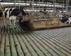 More help from Brabant entrepreneurs with livestock farming innovation | Stal-en-Akker.nl