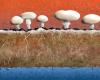 Residual waste from mushroom cultivation purifies harmful substances from water – News