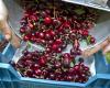 Cherry growers are allowed to use pesticides for longer