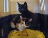 Two kittens and mother cat dumped: woman puts animals out of car