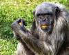 Chimpanzee dead after fight with peers in Beekse Bergen