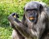 The chimpanzees know that Wouter is dead: ‘They screamed and pushed’