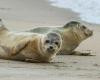 Record number of seals taken care of in the Netherlands – Early Birds