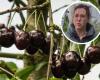 Cherry grower Janny can now use pesticides after all