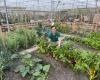 Your own vegetable garden near Utrecht: it’s possible here (and it’s affordable)