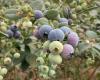 Price of Egyptian blueberries 50% lower than last season
