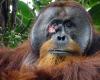 Orangutan treats wound with medicinal plant: ‘Seemed purposeful’
