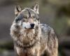 Gelderland will shoot non-shy wolf with paintball gun | Wolf