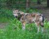 Gelderland grants permit for use of paintball gun against non-shy wolf in Ermelo area