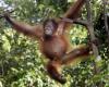 Orangutan consciously treats its own wound with a medicinal plant | Animals