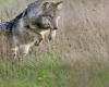 Shooting a wolf with a paintball gun is allowed in Gelderland