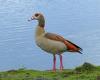 Hunting for exotic geese also reopened in Drenthe. Egyptian goose, Canada goose and bar-headed goose are bird-free again