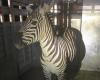 Last of four escaped zebras in the US are found again after a week