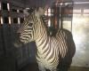 Escaped zebra captured again after six days of wandering in Washington | Animals