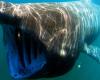 Basking shark back in Irish bay where they were hunted for decades | Good news