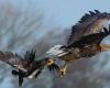 White-tailed eagle breeds in a closed piece of nature near Groningen