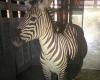 Zebra escapes from trailer and has a great time in Washington state for six days | Abroad
