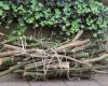Free collection of pruning wood in Zeist
