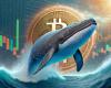 Bitcoin Whales buy billions of dollars worth of BTC in 24 hours