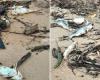 Increase in dead fish washed up on Galibi beach