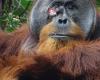 This orangutan in Sumatra self-medicates with herbs