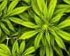 Ridderkerks Dagblad | The legalization of cannabis in the Netherlands