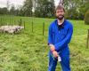 Veterinarian Vincent Perney vaccinates sheep against bluetongue in the evenings