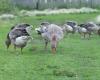 Zeeland allows gassing of geese