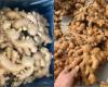 “Prices of Chinese ginger skyrocket in April”