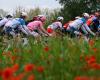 View the current race situation in the fourth stage of the Giro | here Cycling
