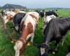Liquidity remains a challenge on dairy farms – News Milk