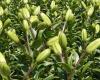 Ban on pesticides for lily growers in Limburg: real risk of damage to health