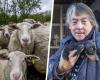 Gaia files a complaint after images show how sheep are abused to death: investigating judge appointed (Merelbeke)