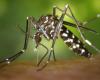 Assen remains a hotspot for Asian tiger mosquito in the Northern Netherlands