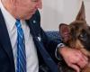 Governor wants to kill President Biden’s eager dog, White House responds: ‘Disturbing’ | Abroad