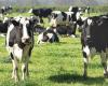Mars launches multi-million dollar sustainable dairy plan ‘Moo’ving Dairy Forward’