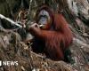 Malaysia offers ‘orangutan diplomacy’ for palm oil importers