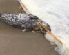 Shocking increase in the number of entangled seals: ‘Already more than in 2023’ | Animals