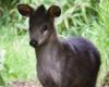 Rare crested deer born in Diergaarde Blijdorp | Animals