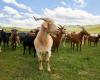 Italian island overloaded with adoption requests for nuisance goats | Animals
