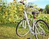 Proceeds from Zonnebloem Zeeland bicycle tour benefit fun outings – Advertising Uden | Udens Weekly