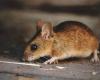 Two pest controllers made a mistake with mouse poison Racumin Foam