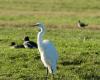 Nature Today | More and more wintering great egrets: trends of waterfowl in the Netherlands