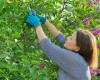 Pruning lilac: tips for exuberant flowering and a full bush