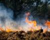 Increased risk of wildfires in Gelderland – Barneveldse Krant